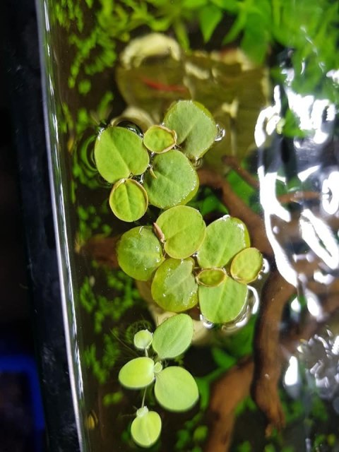 Phyllanthus fluitans filantus pływający porcja 10szt In Vitro Phyllanthus fluitans filantus pływający porcja 10szt In Vitro
