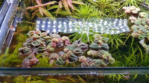 Phyllanthus fluitans filantus pływający porcja 10szt In Vitro Phyllanthus fluitans filantus pływający porcja 10szt In Vitro
