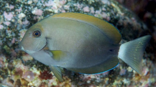 Acanthurus nigricauda