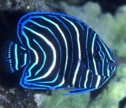 Semicircle angelfish (Ustniczek królewski)