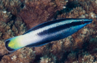 Labroides bicolor
