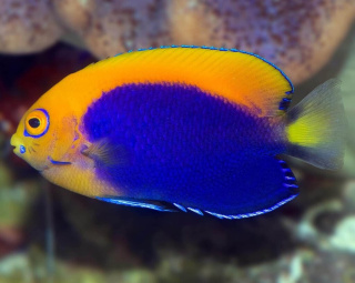Centropyge Acanthops