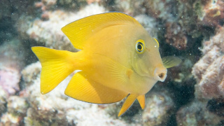 Ctenochaetus truncatus (Spotted Bristletooth Tang) JUV