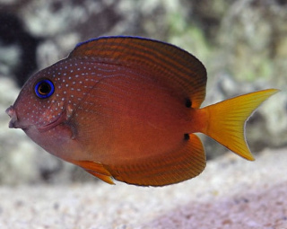 Ctenochaetus Binotatus