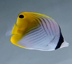 Chaetodon auriga M