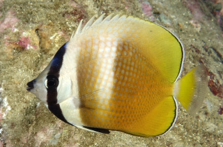 Chaetodon kleini