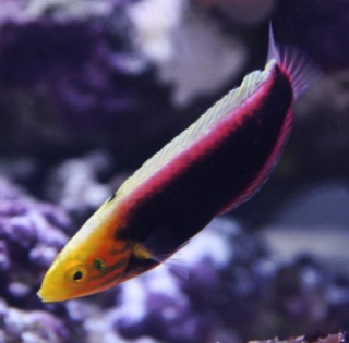 Halichoeres Iridis Radiant Wrasser