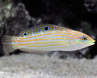 Halichoeres Cosmetus
