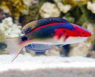 Cirrhilabrus exquisitus