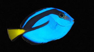 Paracanthurus Hepatus T 2-3 cm