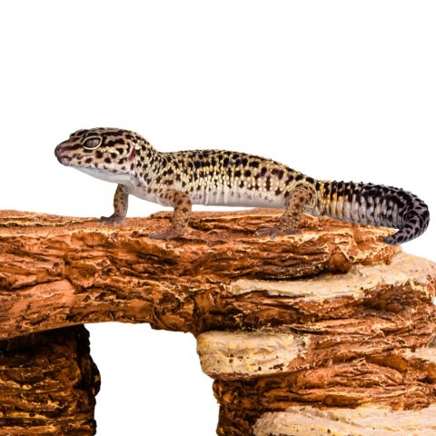 Terrario Mountain Shelf S - ozdoba do terrarium 13x21x6cm Terrario Mountain Shelf S - ozdoba do terrarium 13x21x6cm