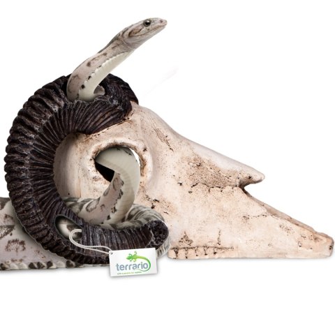 Terrario Ram Skull - ozdoba do terrarium 19x16x11 cm Terrario Ram Skull - ozdoba do terrarium 19x16x11 cm