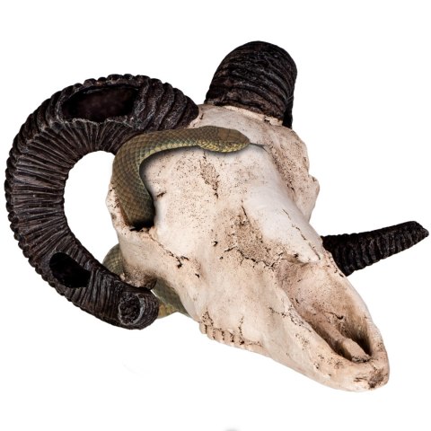 Terrario Ram Skull - ozdoba do terrarium 19x16x11 cm Terrario Ram Skull - ozdoba do terrarium 19x16x11 cm