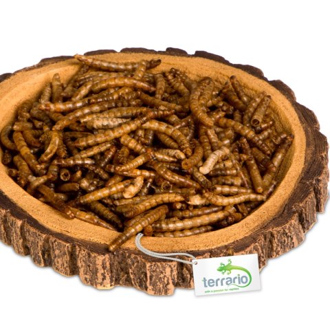 Terrario Tree Ring Bowl M - Miska do Terrarium 12x11x1,5 cm