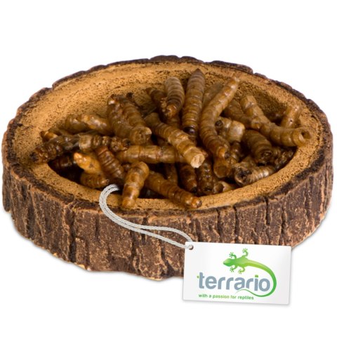Terrario Tree Ring Bowl XS - Miska do Terrarium 6x5x1 cm