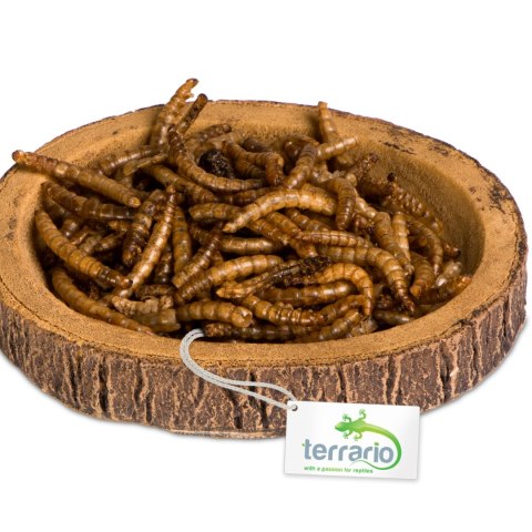 Terrario Tree Ring Bowl S - Miska do Terrarium 9,5x7,5x1 cm