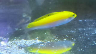 Halichoeres trispilus