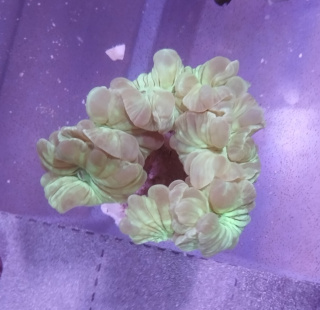 Nemezophyllia