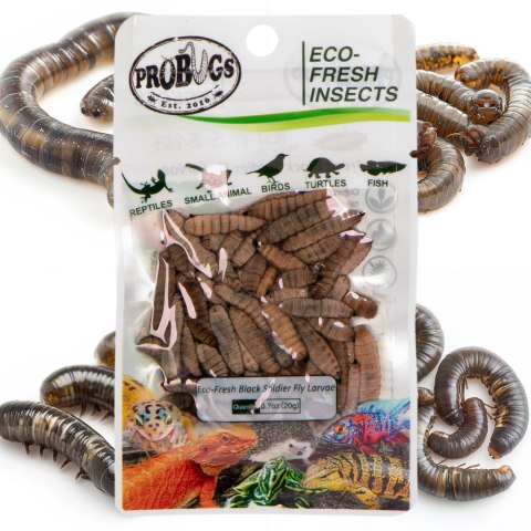 ProBugs Eco-Fresh Black Solider Fly Larvae 15 x 20g - świeże larwy muchy czarnej 15 saszetek