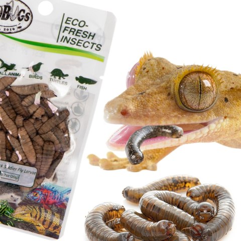 ProBugs Eco-Fresh Black Solider Fly Larvae 15 x 20g - świeże larwy muchy czarnej 15 saszetek