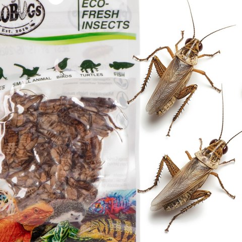 ProBugs Eco-Fresh Cricket 15 x 6g - świeże świerszcze 15 saszetek