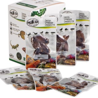 ProBugs Eco-Fresh Dubia Cockroach 15 x 5pcs - świeże karaczany argentyńskie 15 saszetek