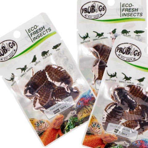 ProBugs Eco-Fresh Dubia Cockroach 15 x 5pcs - świeże karaczany argentyńskie 15 saszetek
