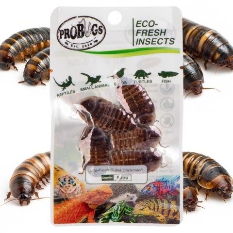 ProBugs Eco-Fresh Dubia Cockroach 15 x 5pcs - świeże karaczany argentyńskie 15 saszetek