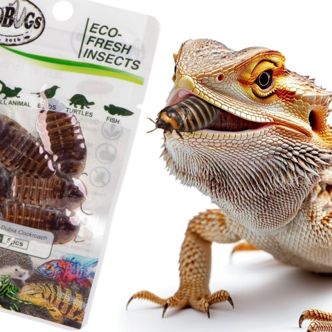 ProBugs Eco-Fresh Dubia Cockroach 15 x 5pcs - świeże karaczany argentyńskie 15 saszetek