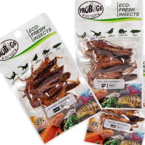 ProBugs Eco-Fresh Grasshopper 8pcs - świeże koniki polne