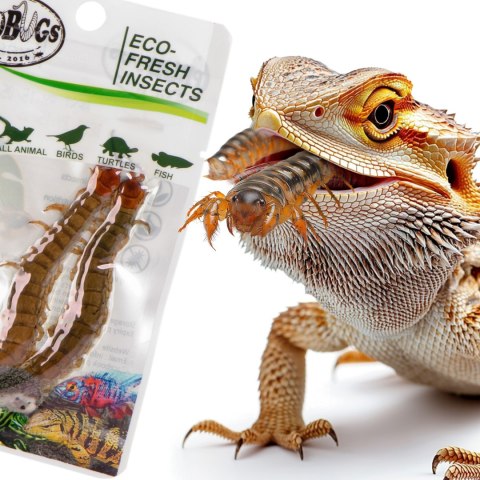 ProBugs Eco-Fresh Scolopendra Centipede 2pcs - świeże skolopendry