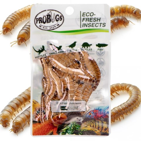 ProBugs Eco-Fresh Superworm 15 x 20g - świeże larwy drewnojada 15 saszetek