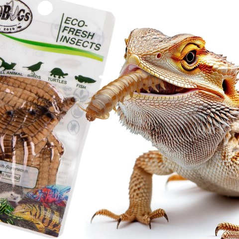 ProBugs Eco-Fresh Superworm 15 x 20g - świeże larwy drewnojada 15 saszetek