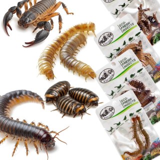 Probugs Big Reptiles Set - zestaw robaków dla dużych gadów