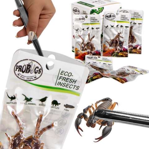 Probugs Big Reptiles Set - zestaw robaków dla dużych gadów
