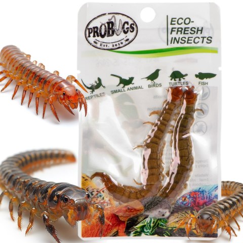 Probugs Big Reptiles Set - zestaw robaków dla dużych gadów