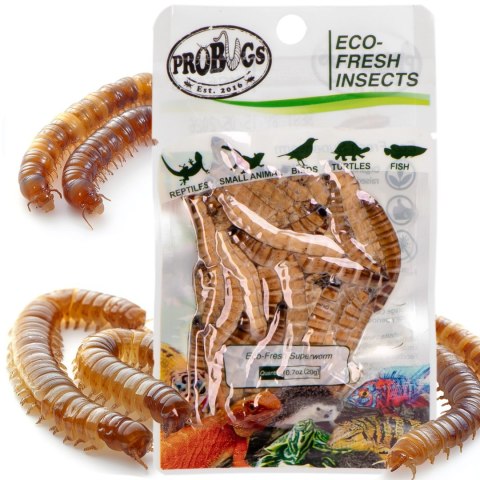 Probugs Big Reptiles Set - zestaw robaków dla dużych gadów