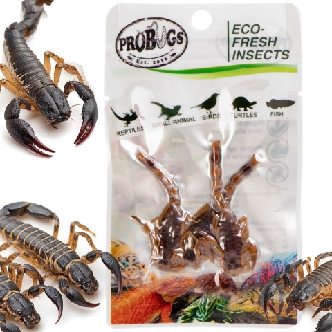 Probugs Big Reptiles Set - zestaw robaków dla dużych gadów