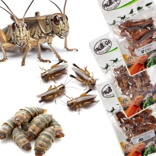Probugs Reptiles Set - zestaw robaków dla średnich gadów