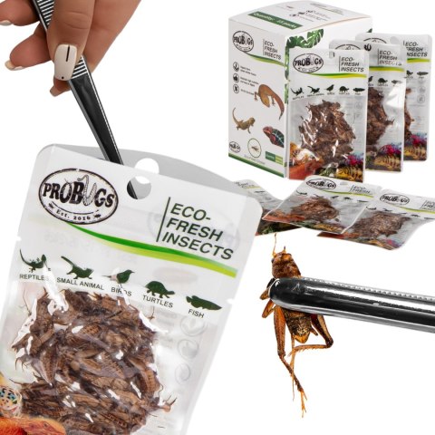 Probugs Reptiles Set - zestaw robaków dla średnich gadów