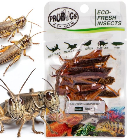 Probugs Reptiles Set - zestaw robaków dla średnich gadów