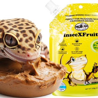 Probugs Small Gecko Set Plus - kompletna dieta dla gekonów robaki i żel z witaminami