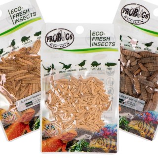 Probugs Small Gecko and Amphibians Set - zestaw dla małych gadów i płazów