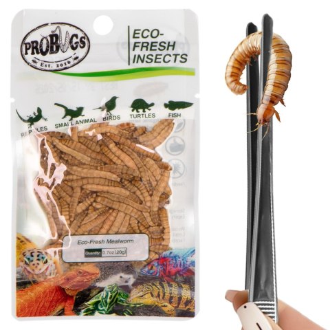 Probugs Small Gecko and Amphibians Set - zestaw dla małych gadów i płazów
