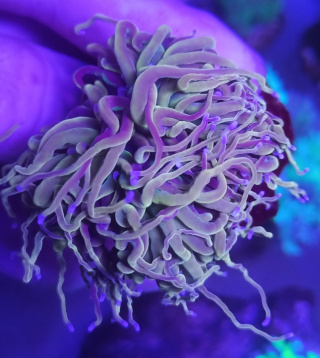 EUPHYLLIA GLABRESCENS 24K