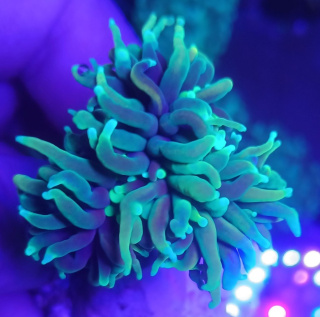 Euphyllia Glabrescens Dragons Soul
