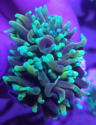 Euphyllia Glabrescens Dragons Soul