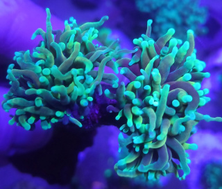 Euphyllia Glabrescens Dragons Soul