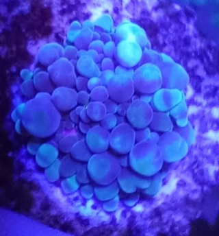 RICORDEA
