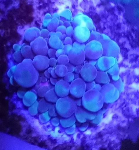 RICORDEA